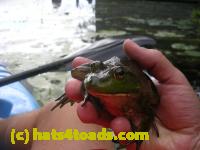 /home//u458753944/public_html/sourcegallery//Frogs/More bullfrogs/DSCN8203.JPG